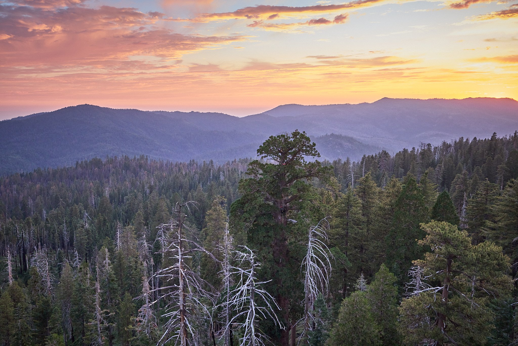 Gallery 3 — Ancient Forest Society